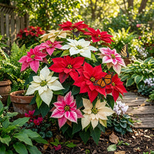 Euphorbia pulcherrima Poinsettia Flower Seeds