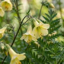 Polemonium Pauciflorum Sulphur Trumpets Seeds for Garden Planting