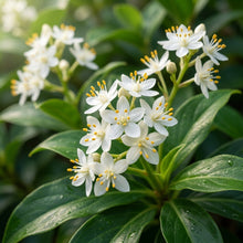 Pollia Thyriflora Seeds for Garden Planting