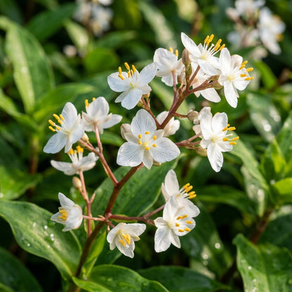 Pollia Thyriflora Seeds for Garden Planting
