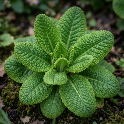 Polyanthus Stella Mixed Flower Seeds for Planting