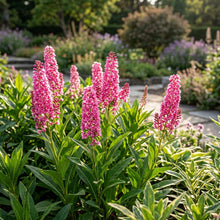 Polygon Flower Seeds For Planting