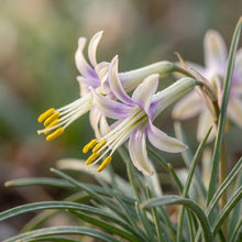 Polyxena Longituba Flower Seeds