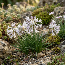 Polyxena Longituba Flower Seeds