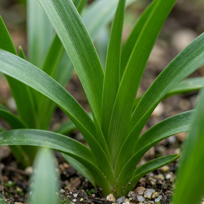Polyxena Longituba Flower Seeds