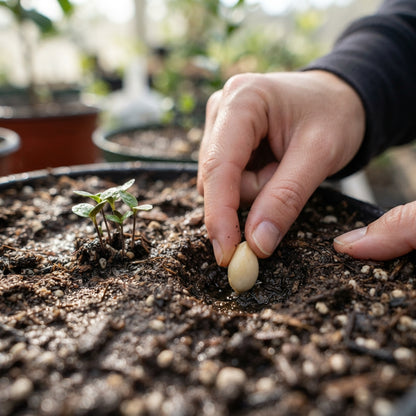 Pomelo Tree Seeds for Planting