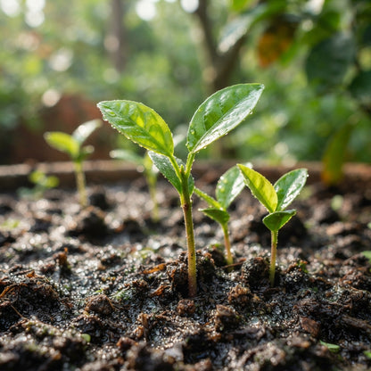 Pomelo Tree Seeds for Planting