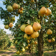 Pomelo Tree Seeds for Planting