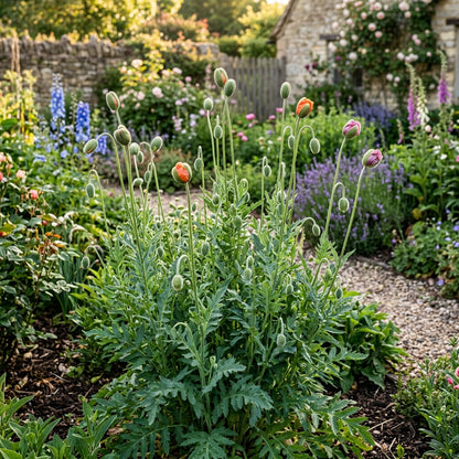 Heritage Farm Poppy Flower Seeds For Planting