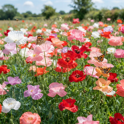 Shirley Mixed Poppy Seeds for Planting