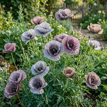 Papaver Rhoeas Amazing Grey Poppy Seeds - Poppy Flower Seeds for Garden