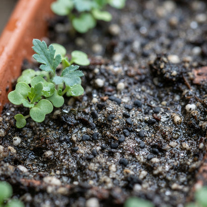 Papaver spicatum Flower Seeds for Planting