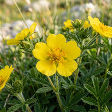 Potentilla Fissa Cinquefoil Flower Seeds For Planting