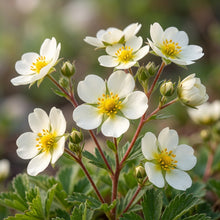 Potentilla Rupestris Flower Seeds for Garden Planting