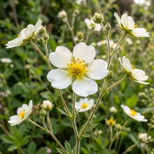 Potentilla Rupestris Flower Seeds for Garden Planting