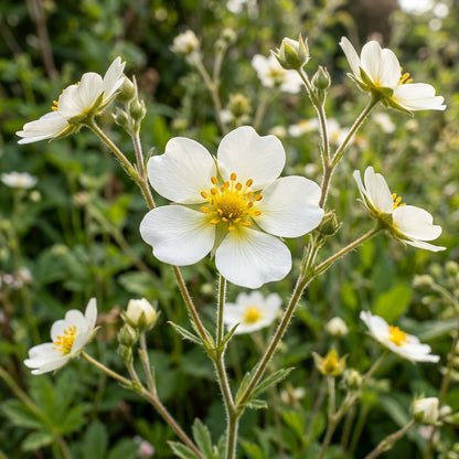 Potentilla Rupestris Flower Seeds for Garden Planting