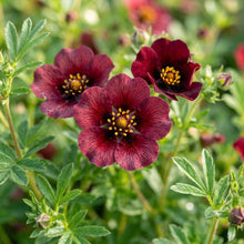 Potentilla Thurberi Monarch’s Velvet Seeds