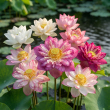 Premium Mix Lotus Flower Seeds - Lotus Flower Seeds for Garden