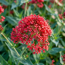 Pretty Betsy (Centranthus ruber var. coccineus) Flower Seeds