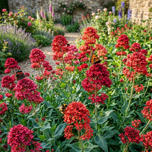 Pretty Betsy (Centranthus ruber var. coccineus) Flower Seeds