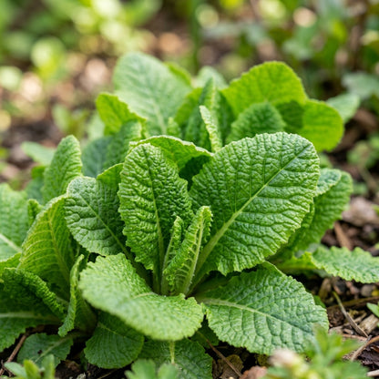 Primula Acaulis Light Blue Seeds for Garden Planting