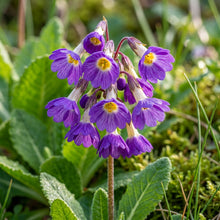 Primula Alpicola Violacea Flower Seeds for Garden Planting