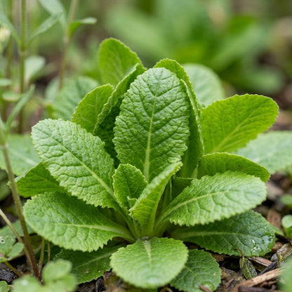Primula Alpicola Violacea Flower Seeds for Garden Planting
