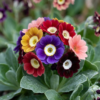Primula Auricula Mixed Colours Flower Seeds For Planting