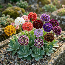 Primula Auricula Mixed Colours Flower Seeds For Planting