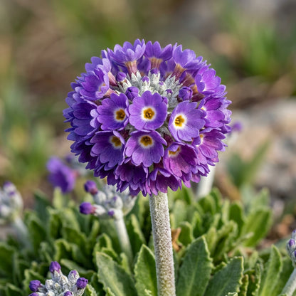 Primula Capitata Flower Seeds For Planting