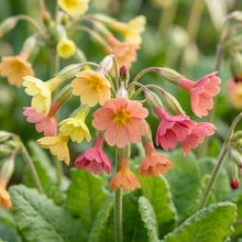 Primula Chungensis Flower Seeds For Planting