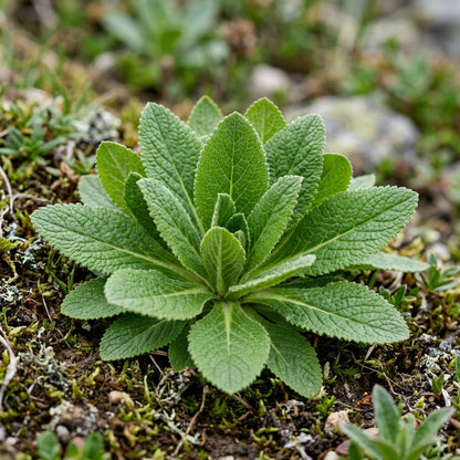 Primula Chungensis Flower Seeds For Planting