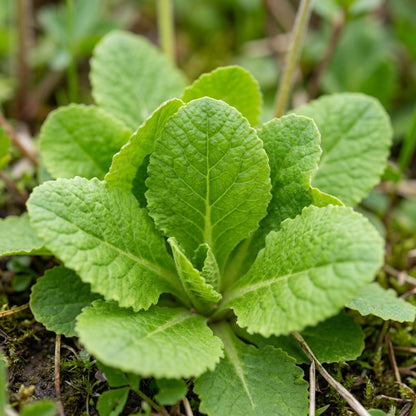 Primula Flaccida Nutans Flower Seeds For Planting