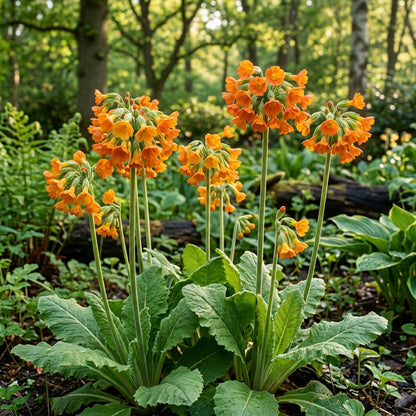 Primula Florindae Orange Flower Seeds For Planting