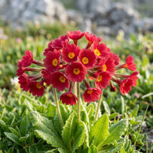 Primula Halleri Red Flower Seeds For Planting