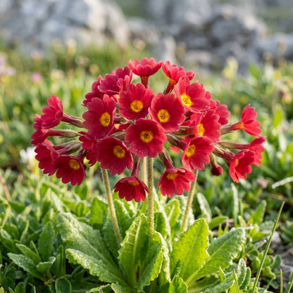 Primula Halleri Red Flower Seeds For Planting