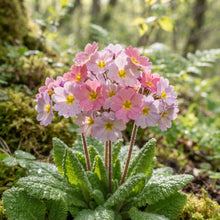 Primula kisoana Flower Seeds for Planting
