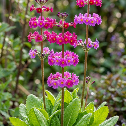 Primula Poissonii Flower Seeds For Planting