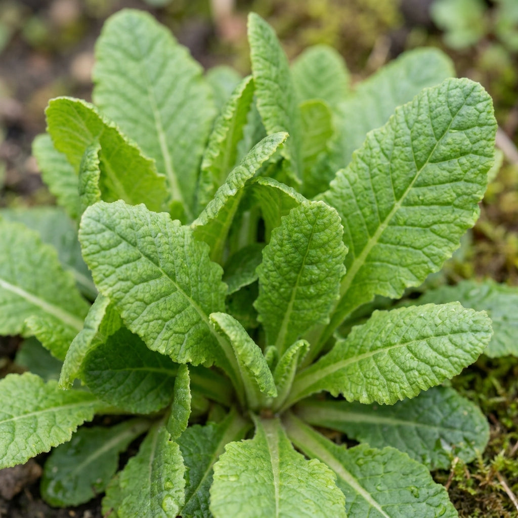 Primula Veris Hose in Hose Flower Seeds for Garden Planting