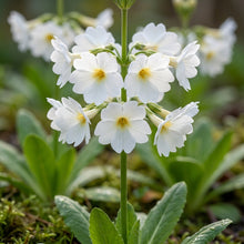 Primula Verticillata Flower Seeds for Garden Planting