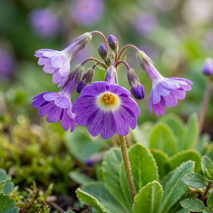 Primula Waltonii Flower Seeds for Garden Planting