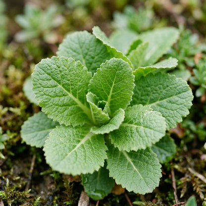 Primula Waltonii Flower Seeds for Garden Planting