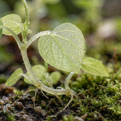 Peperomia Pellucida Herb Seeds