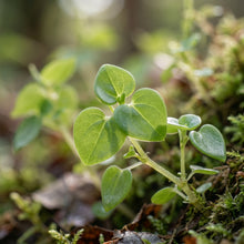 Peperomia Pellucida Herb Seeds