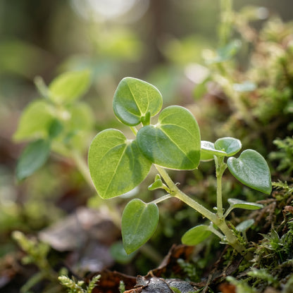 Peperomia Pellucida Herb Seeds