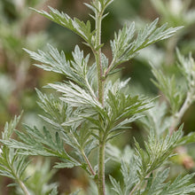 Mugwort Herb Seeds for Gardens