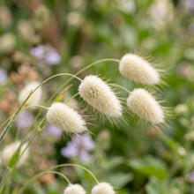 Bunny Tails Grass Seeds for Gardens