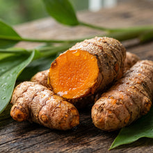Turmeric Roots for Indoor Outdoor Growing