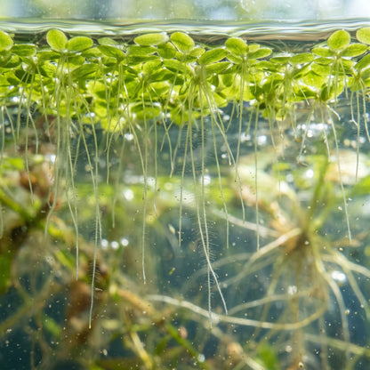 Live Duckweed Plants – Lemna Minor Aquatic Plant