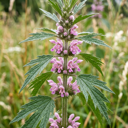 Motherwort Herb Seeds for Home Gardens